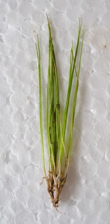 Eleocharis Parvula - desde 6€