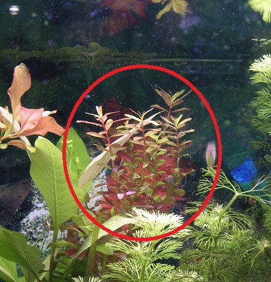 Rotala Rotundifolia - desde 2.90€