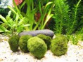 Bola de Musgo (Cladophora aegagrophila) - 3.00€