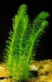 Elódea (Egeria densa) - 2.50€